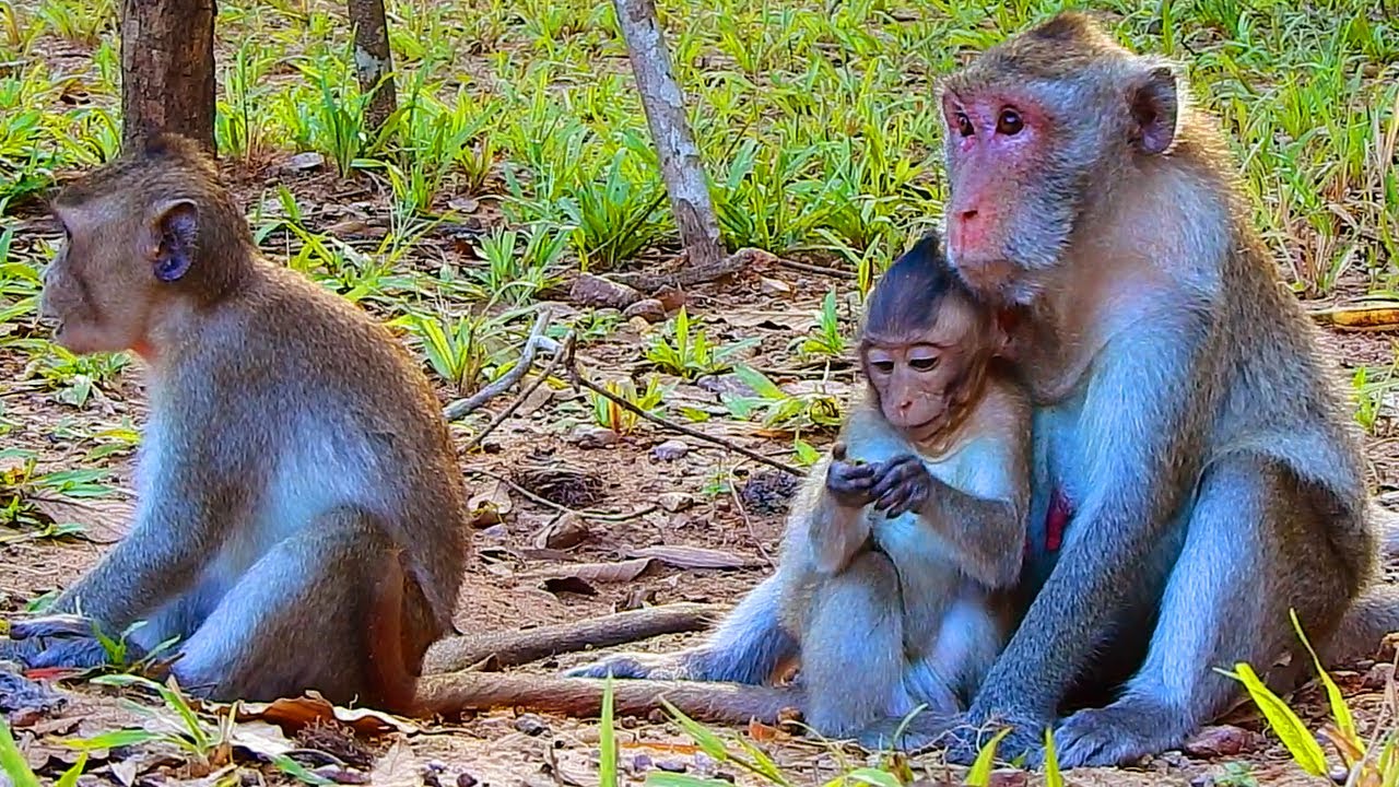 O.M.G..! WHAT HAPPENED JAZZY?  JANE LOOK SO SAD // JONNA NO MILK TODAY/JANE FAMILY MONKEY!