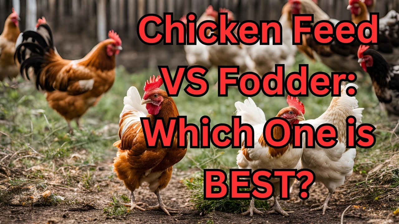 Chicken Fodder vs. Chicken Feed – What’s the Best Choice for Your Flock? 🐔🌱