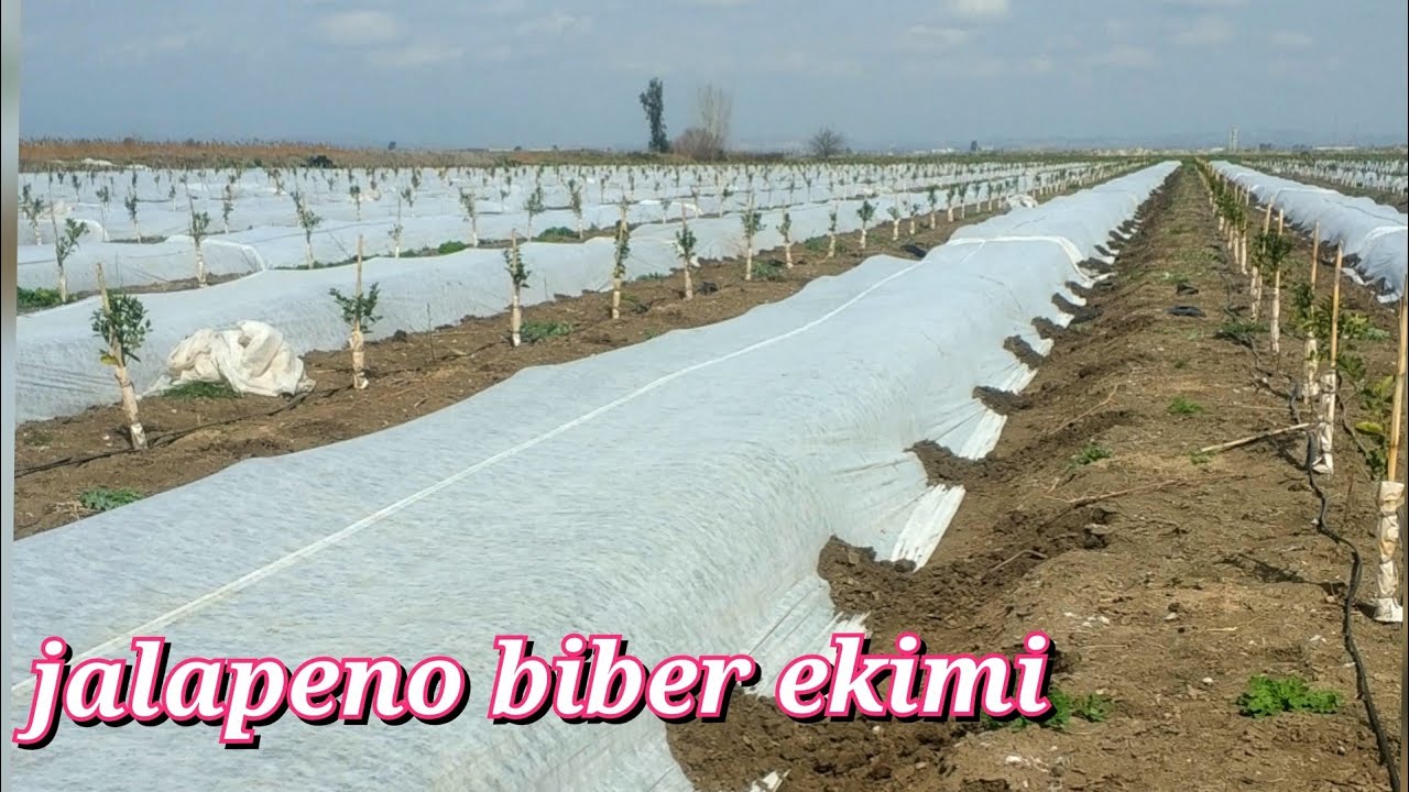 Biber ekimi nasıl yapılır. nasıl olması gerekir