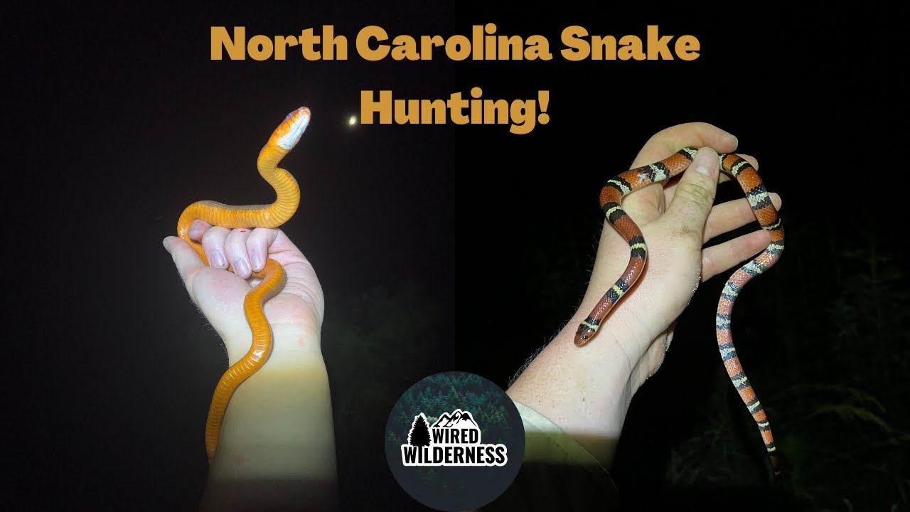 North Carolina Snake Hunting! Scarlet Kingsnake, Brown Watersnake, Glass Lizard, and More!