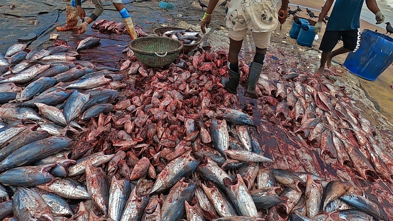 Skipjack Tuna Dry Fish Process in Negombo Fish Market   | Dry Fish Cutting Skills (Ep - 41)