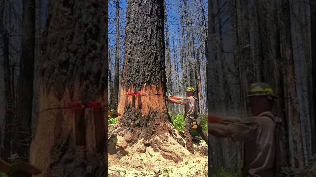 Precision in action! Watch as the tree comes down with skill and control #wood #shotrs