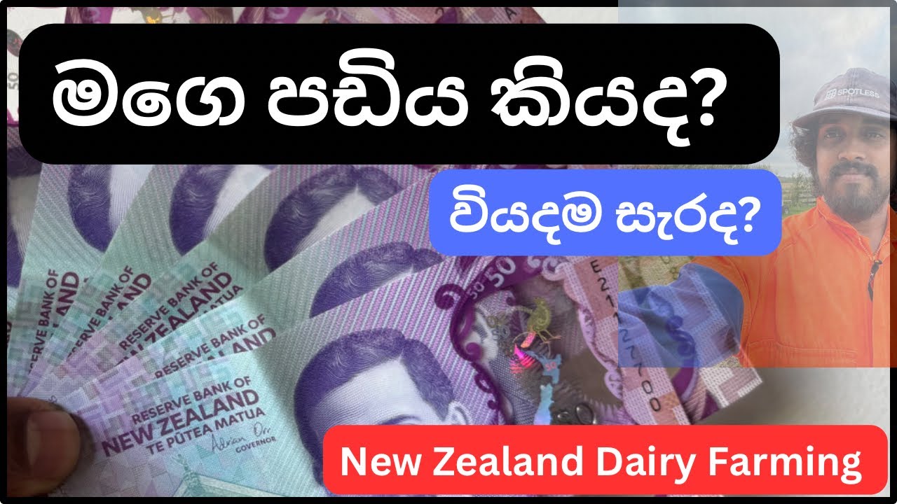 නවසිලන්තයේ මගෙ Salary එකයි වියදමයි🤪|farming job| Dairy farming Life in New Zealand