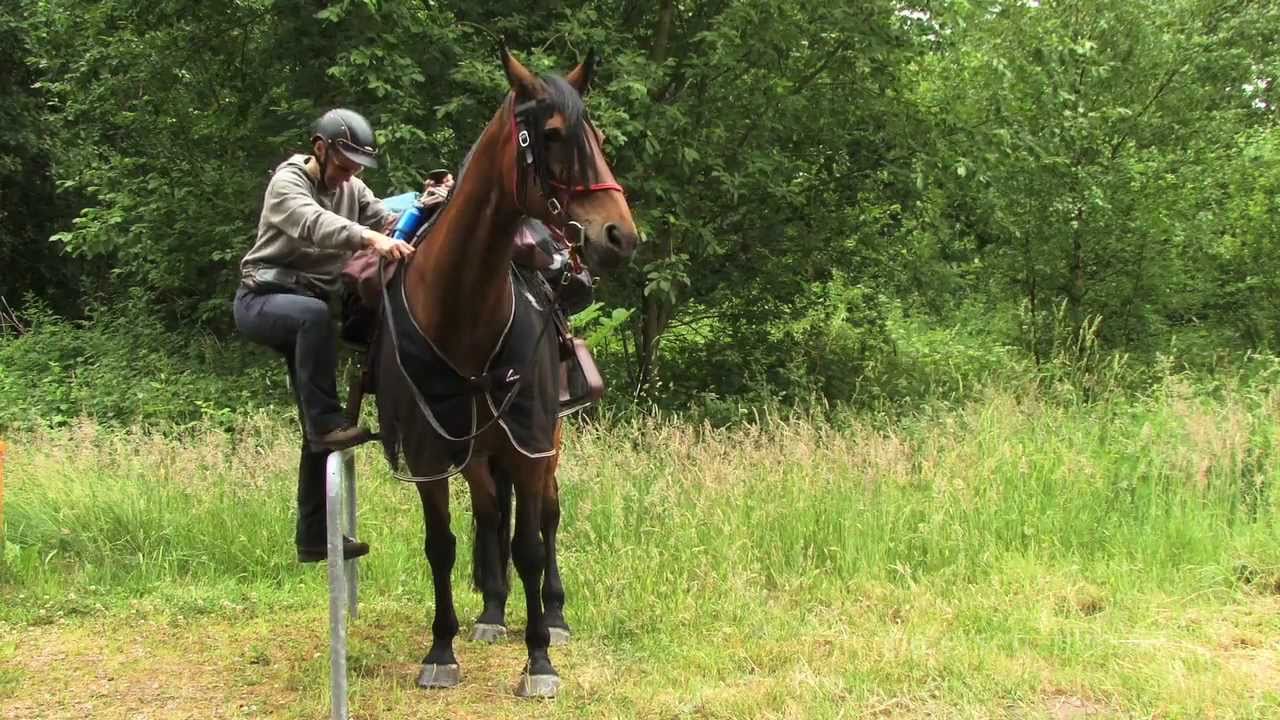 Wanderreiten von der Nordsee zur Ostsee HORSE TREKKING GERMANY