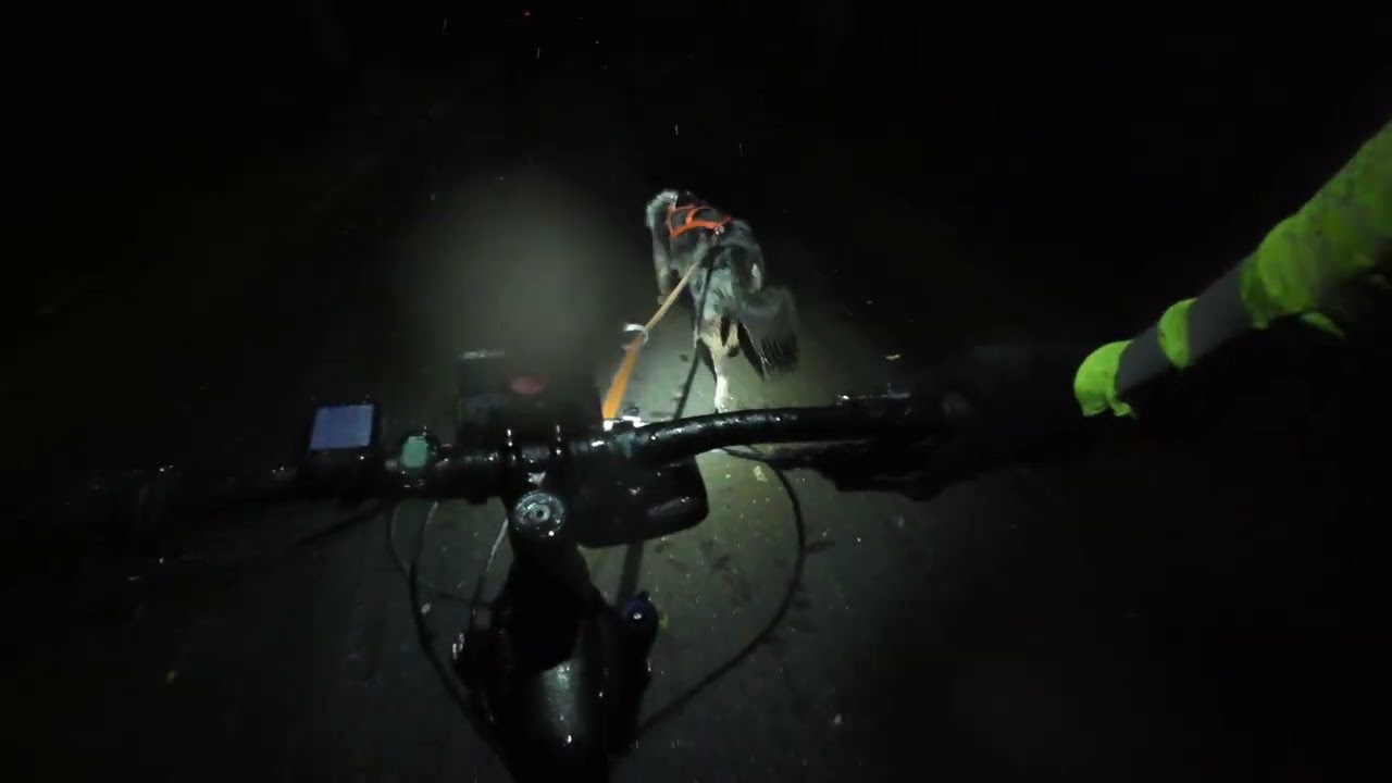 Night Bikejoring Sporting Dogs Ireland