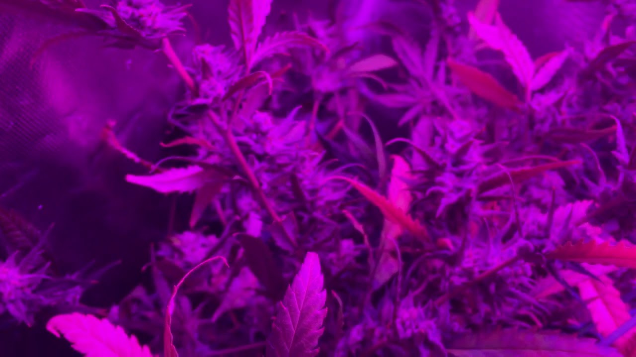 Cookies Kush & Bruce Banner from Barney&rsquo;s Farm and Canuk Seeds
