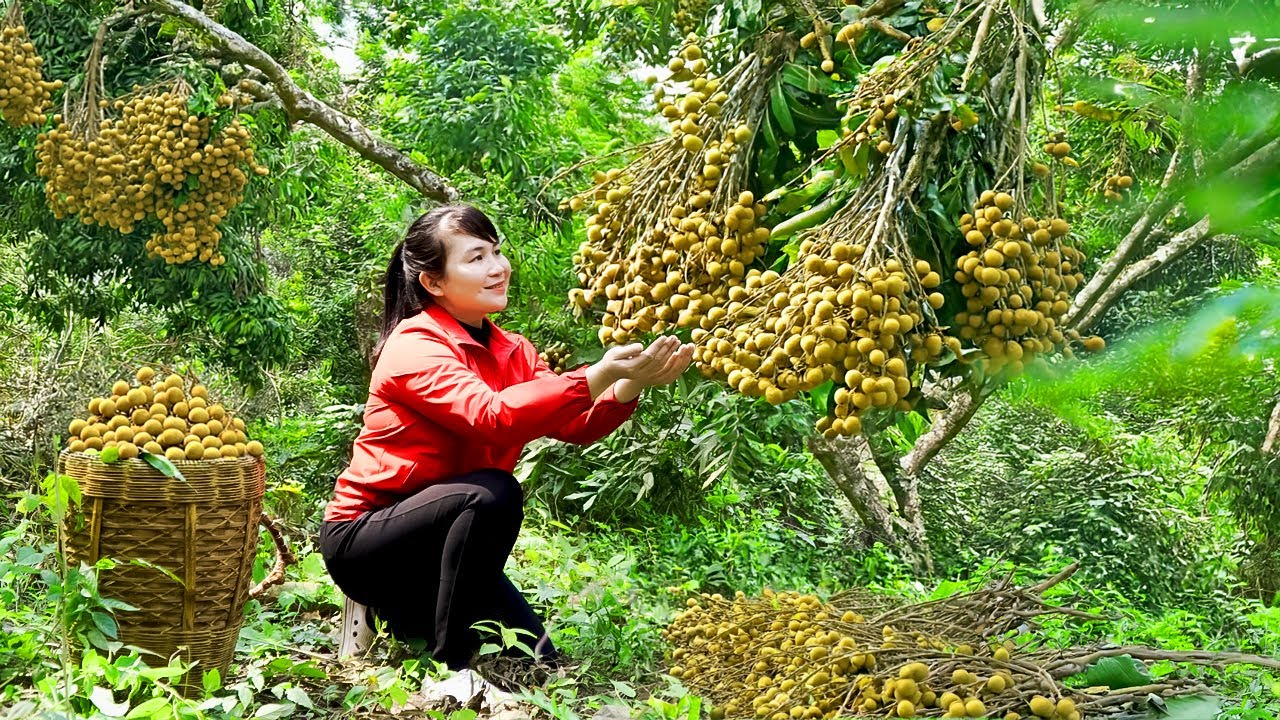 How to Harvest Longan, goes To Market Sell - Harvesting and Cooking |Tieu Vy Daily Life