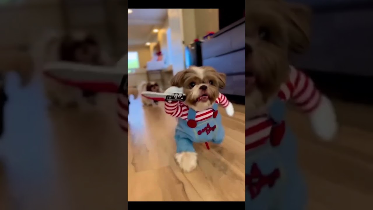 Which one is your favorite?? 🎃 Best Halloween Dog Costumes 🎃 #halloween #funnyanimals #dogcostume