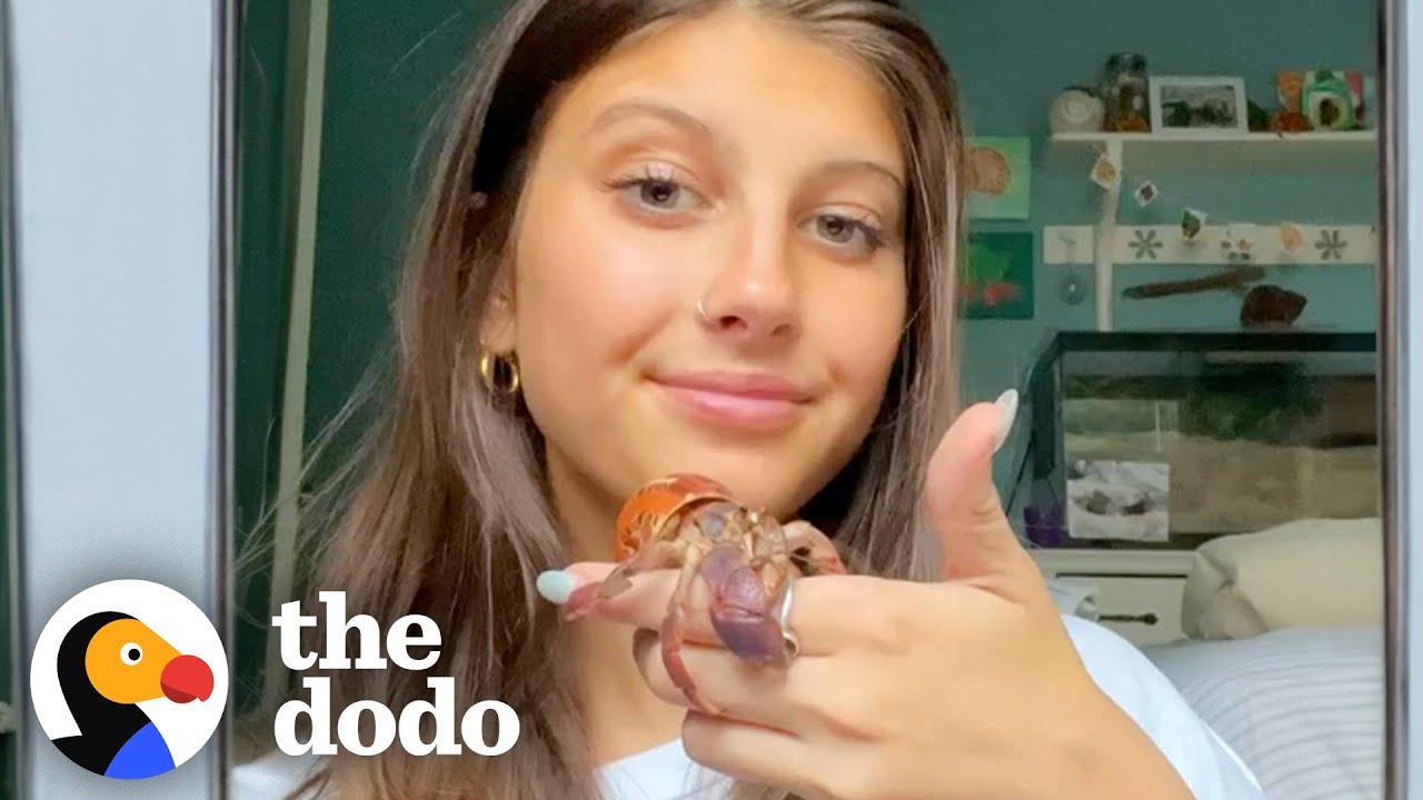 Girl Teaches Dad How To Babysit Her Hermit Crabs While She's Away | The Dodo
