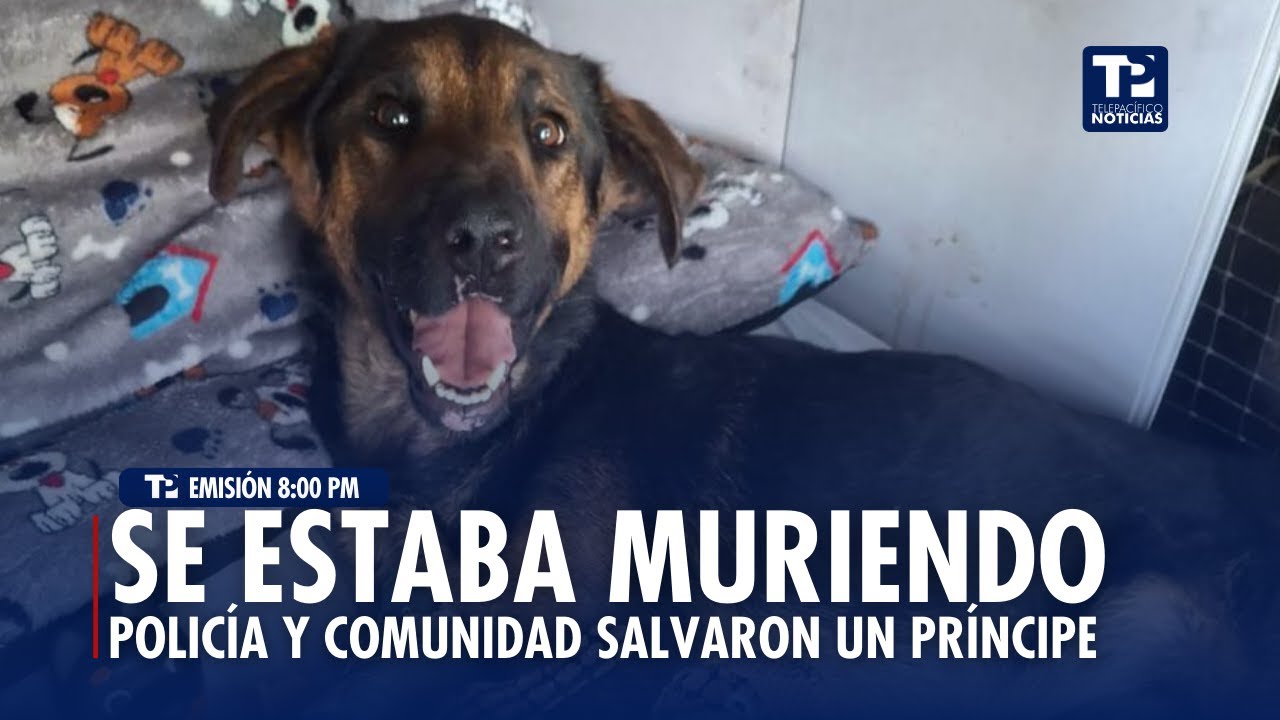 Telepacífico Noticias - Emisión 8:00 PM l 08 de Febrero de 2026