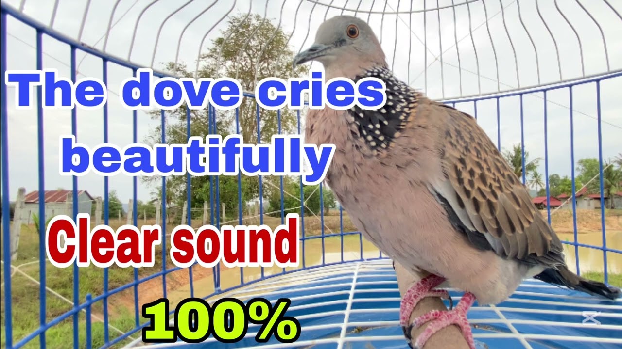 The dove cries beautifully clear soubd
