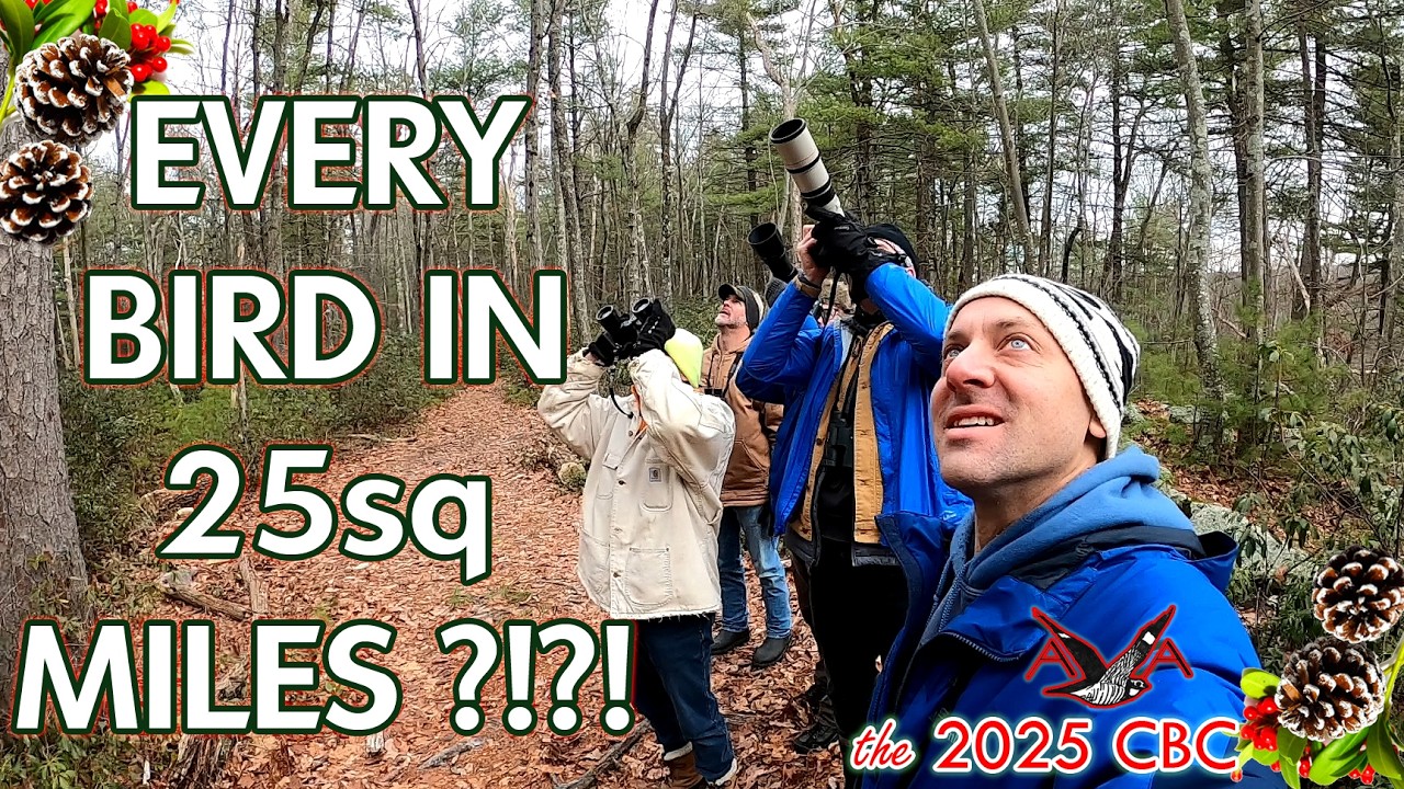 We Tried To Count Every Bird In 25 Square Miles! the 2025 Christmas Bird Count #birding