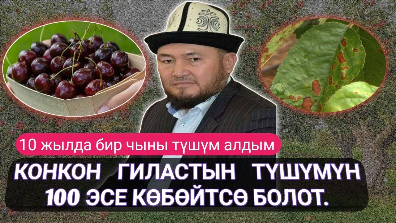 10 жылдык коконгиласым бир чыны түшүм берди | Эми эмне кылса болот? | ЧЕЧИМИ БАР.