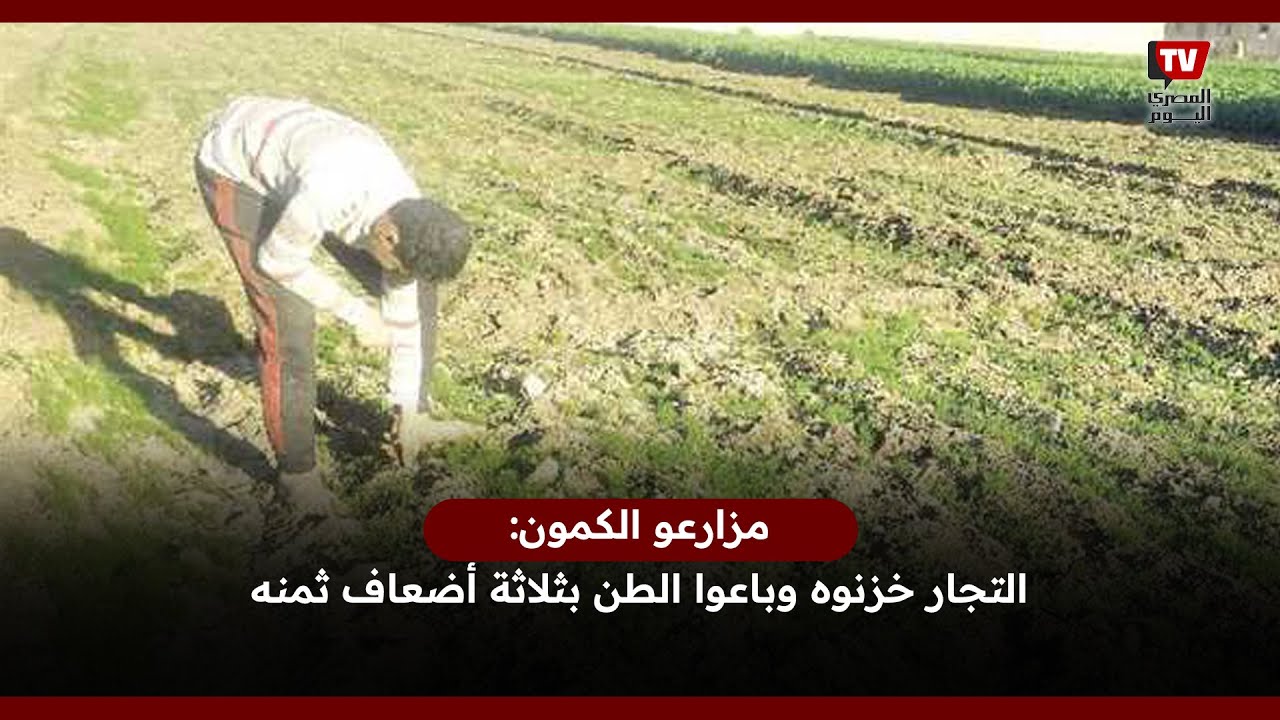 مزارعو الكمون: «التجار خزنوه وباعوا الطن بثلاثة أضعاف ثمنه»