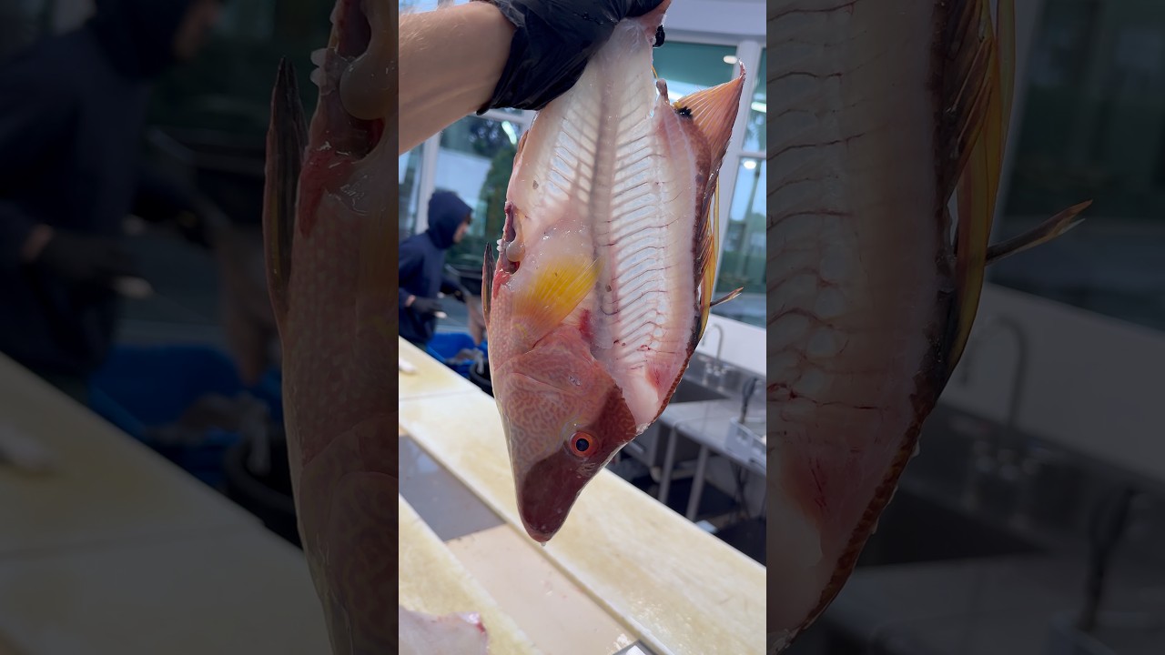 Вы поклонник рыбы-свиньи или вам нравится рыба с насыщенным вкусом?