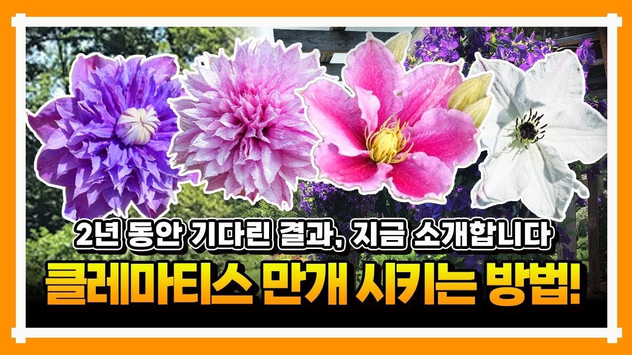 [2026년 신년 할인 이벤트] 유럽 클레마티스 봄에 무지막지하게 만개시키는 방법! 그리고 온갖 병해충을 처리할 수 있는 특별한 이벤트까지~~