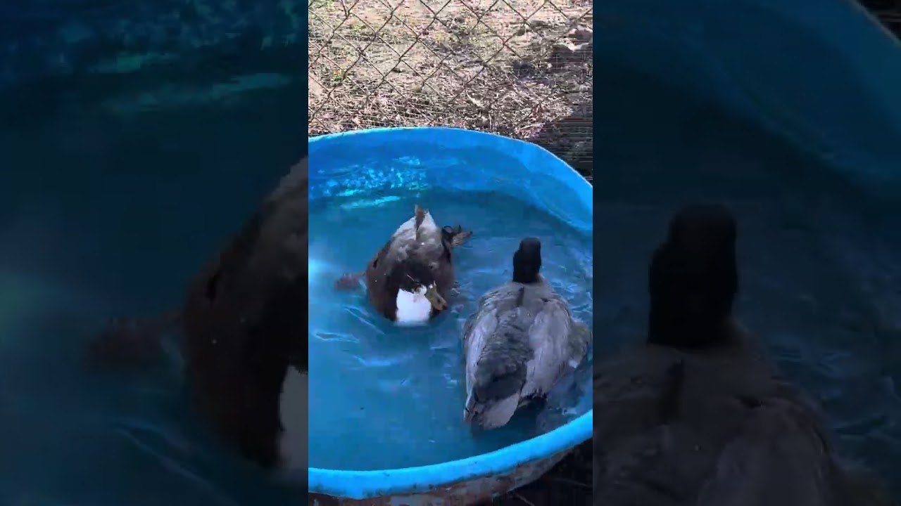Our call ducks ready for mating season