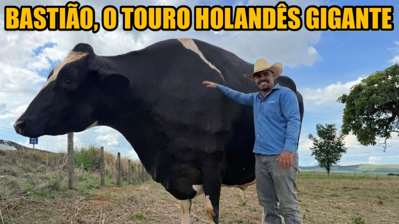 UM BOI GRANDE COMO VOCÊ NUNCA VIU @guilhermemarrques 