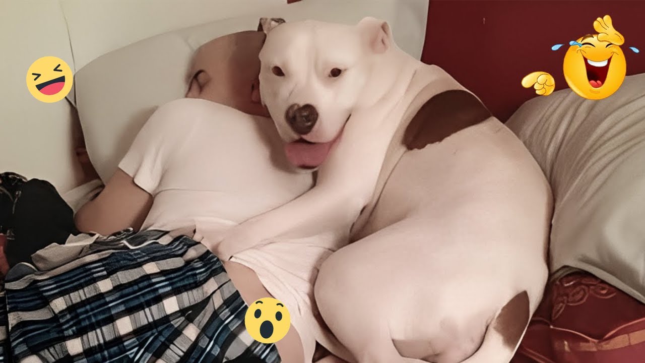 FUNNY DOGS Compilation 🤣🐶 Crazy & Goofy Dog Moments 2025 | Goofy Dogs Hub #1