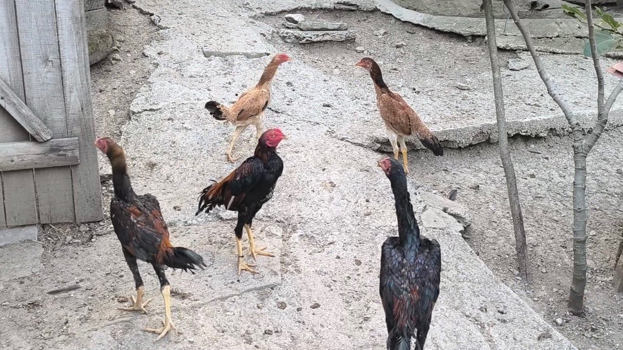 İstanbullu Meşhur Kel Horozun Kızı Kümesimizde.Yoğurtçu Salih Abi'ye Teşekkür Ederim.