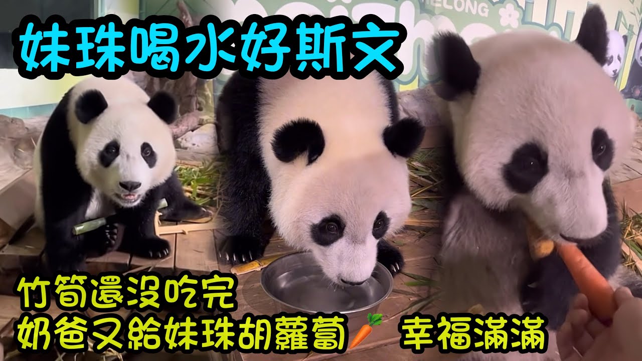 妹珠喝水好斯文，剛喝完水奶爸塞滿竹筍給妹珠，妹珠嘎嘣脆吃的好幸福#panda #cutepanda  #熊貓妹珠