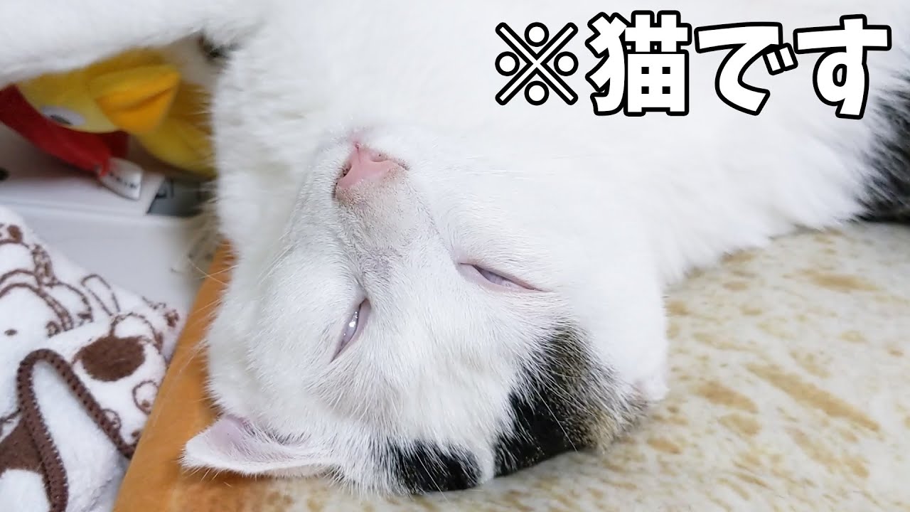 寝顔が衝撃的すぎる猫チロさん