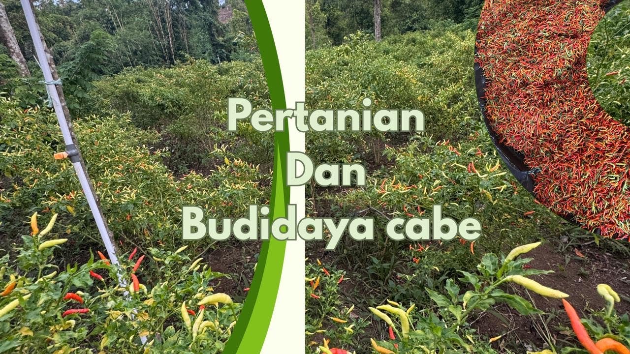 PENANAMAN CABAI DI KEBUN PALA DAN CENGKIH 