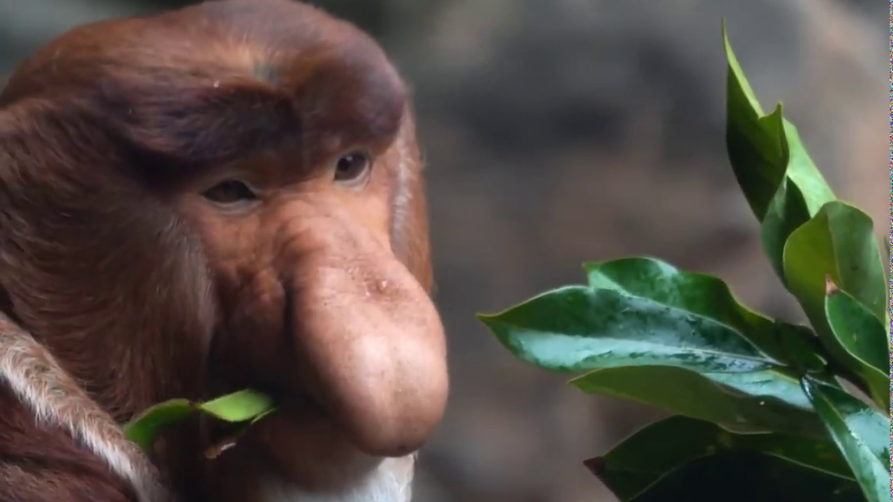 近くで見てみよう！テングザルの鼻！食事の時、邪魔にならないの？【よこはま動物園ズーラシア】テングザルのゲンキ