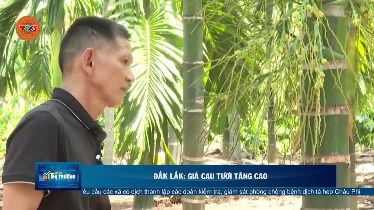 ĐẮK LẮK: GI&Aacute; CAU TƯƠI TĂNG CAO | VTV5