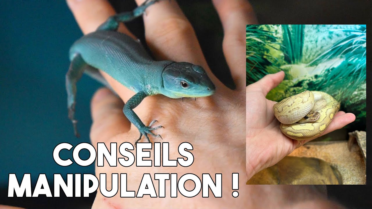 COMMENT PRENDRE EN MAIN VOTRE REPTILE, VOTRE GRENOUILLE !