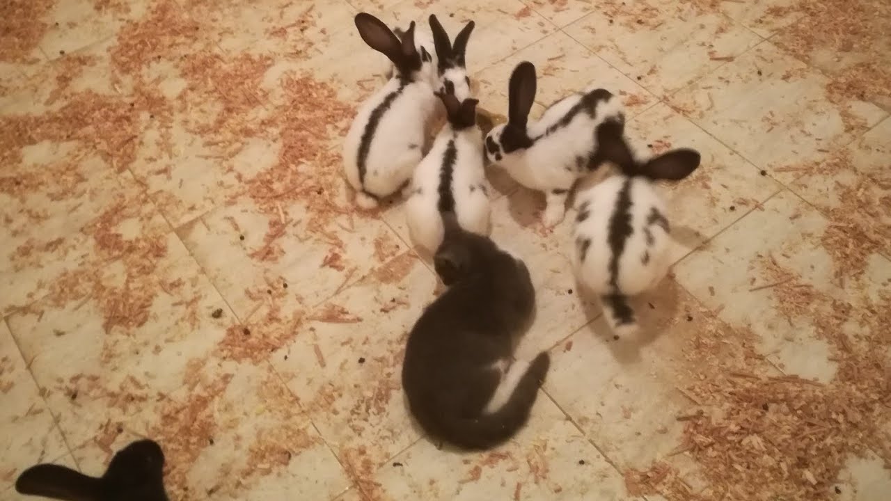 10 إناث و 3 ذكور من سلالة أرانب الفراشة العملاقة الفرنسية