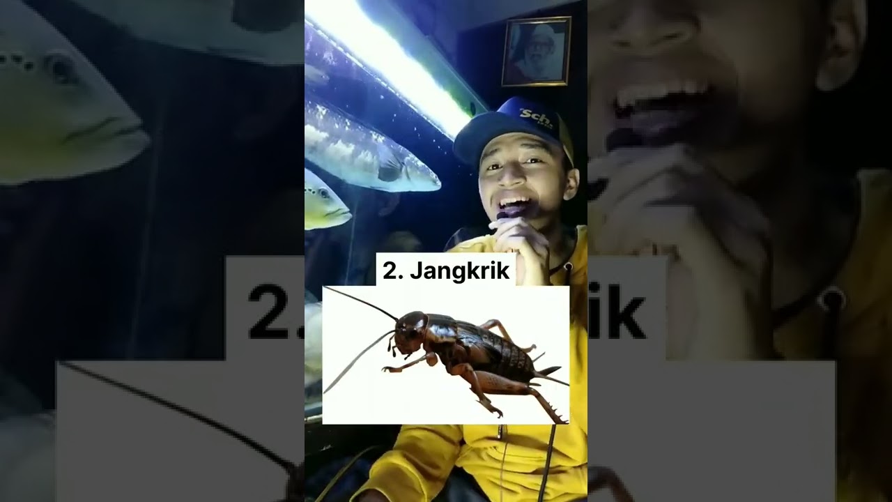 3 Makanan Ikan Channa - Part 2 #channa #snakehead #ikan #aquarium #ikanchanna
