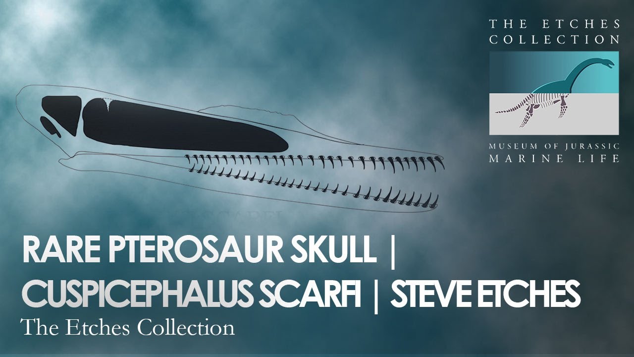RARE PTEROSAUR SKULL | CUSPICEPHALUS SCARFI | STEVE ETCHES
