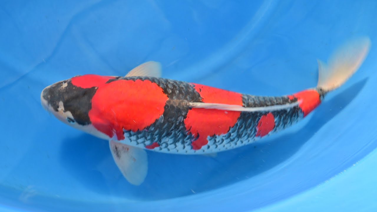 Modern Koi Blog #4824 - Die besten Sansai Goshiki aus Hongou