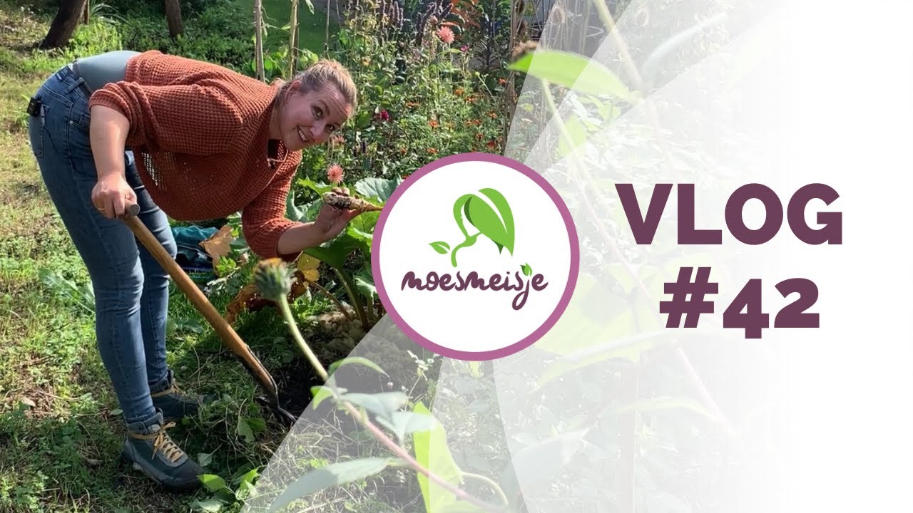 MOESTUIN VLOG #42 | Aardpeer oogsten, wintergroenten zaaien bloembollen planten en leuk bezoek!