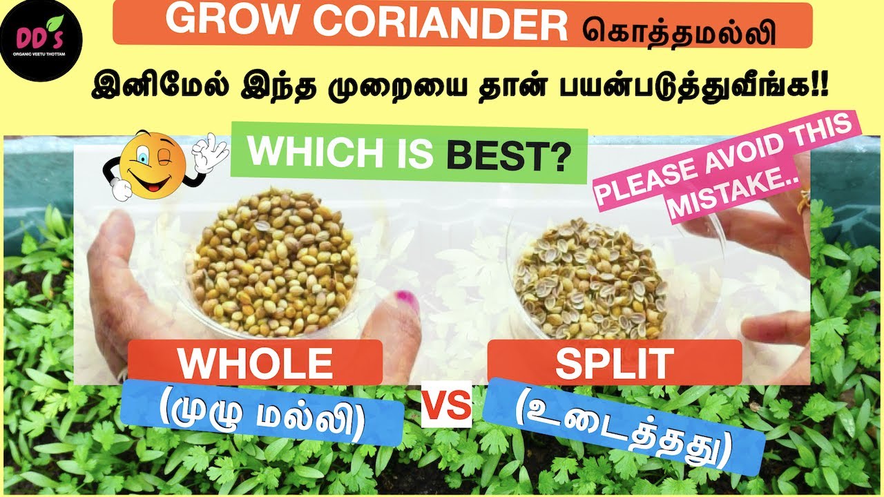 kothamalli கீரை இப்படி வளர்த்து பாருங்க|How to grow coriander kothamalli valarpu tamil veetu thottam