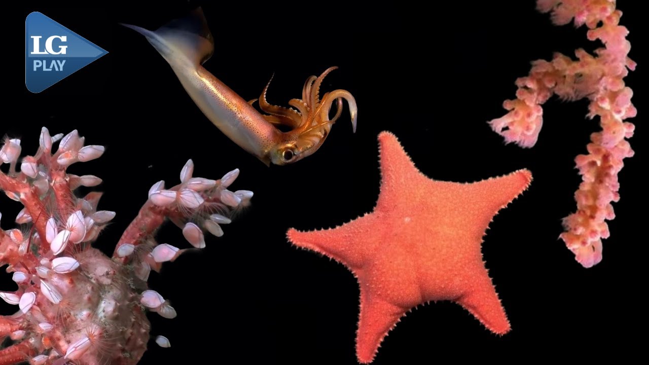 Fascinación por el fondo del mar: La expedición del Schmidt Ocean Institute cautiva al mundo