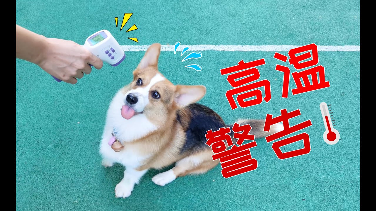 【小短腿Duby】大夏天狗子体温太高可以穿个凉凉衣？这样降温到底靠不靠谱