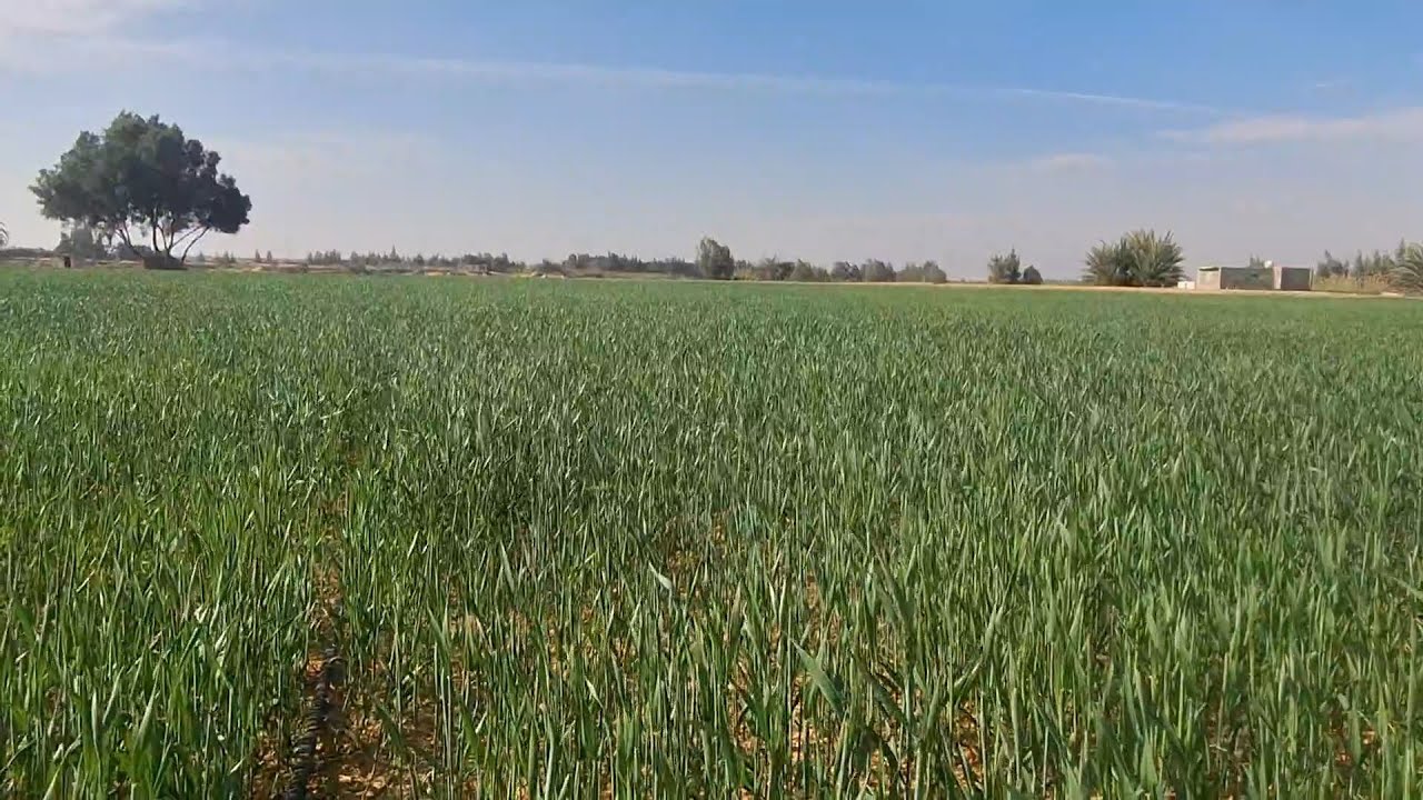 الليلحق ياخد الفرصة دي مش حتستني 9 فدان ملك نهائي في وادي النطرون