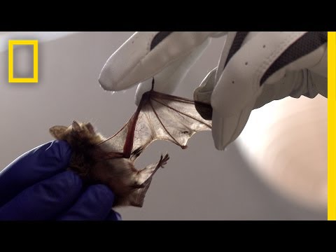 Special Bacteria Helps Heal Sick Bats | National Geographic