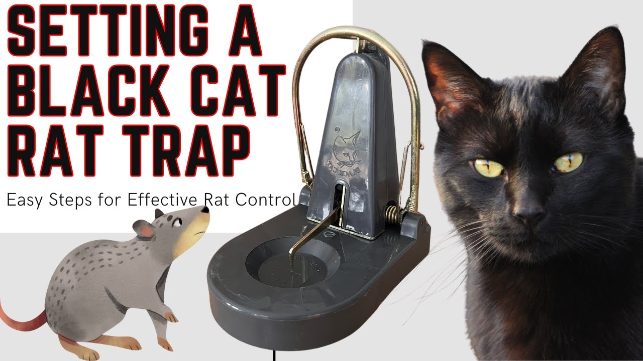 Ловушки для чёрных кошек и крыс отлично подходят для поимки крыс, которых сложно поймать! Как уст...
