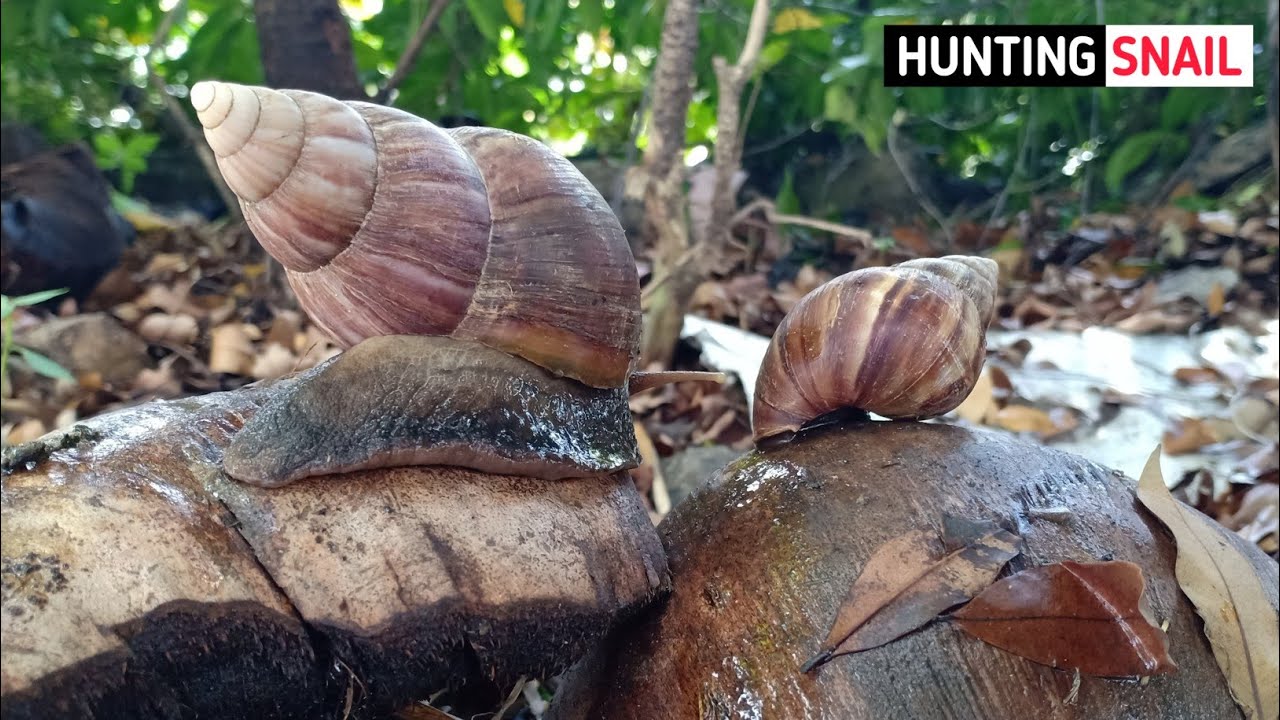 HUNTING SNAIL‼️ Berburu Bekicot Menemukan Kelomang, Hermit Crab, Crab, Frog & Iguanas | Animals