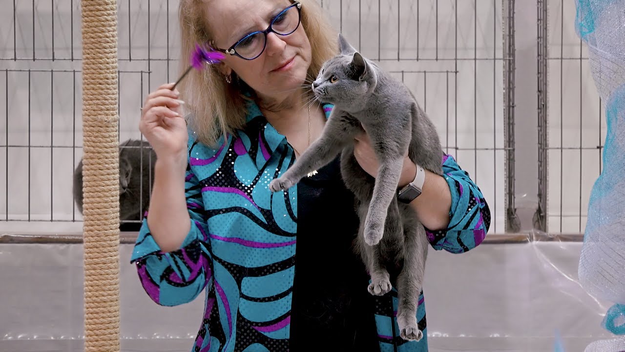 CFA International Show 2018 - Chartreux in adult class judging