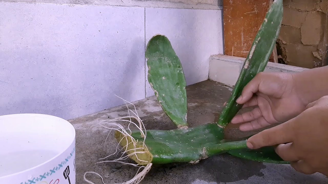Como enraizar nopal en agua 🌵reproducir nopal,Emanuelideas
