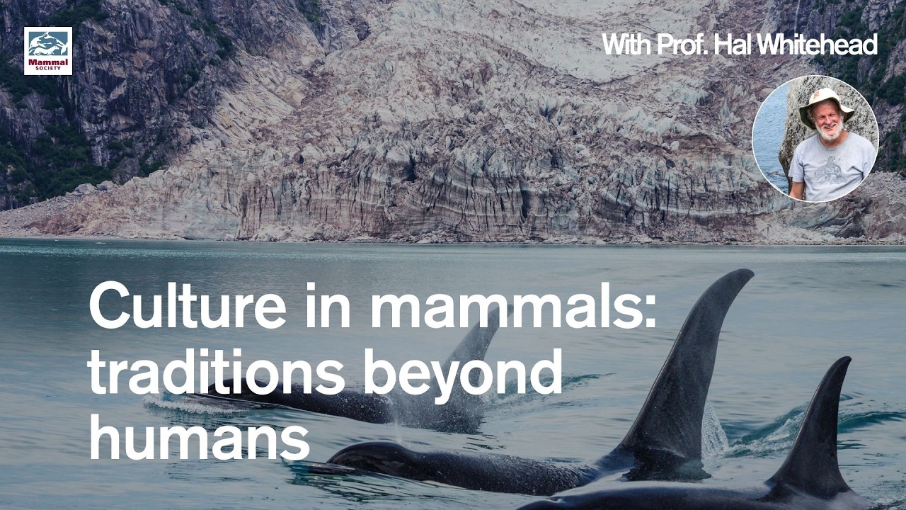 Culture in mammals: traditions beyond humans with Prof. Hal Whitehead