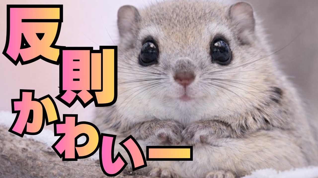 【可愛すぎ】空を飛ぶ小動物!? エゾモモンガの秘密　A small animal that can fly!? The secret of the Siberian flying squirrel