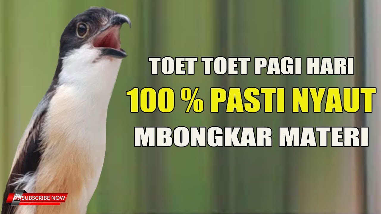 PANCINGAN CENDET PAGI HARI di JAMIN LANGSUNG EMOSI BONGKAR MATERIII