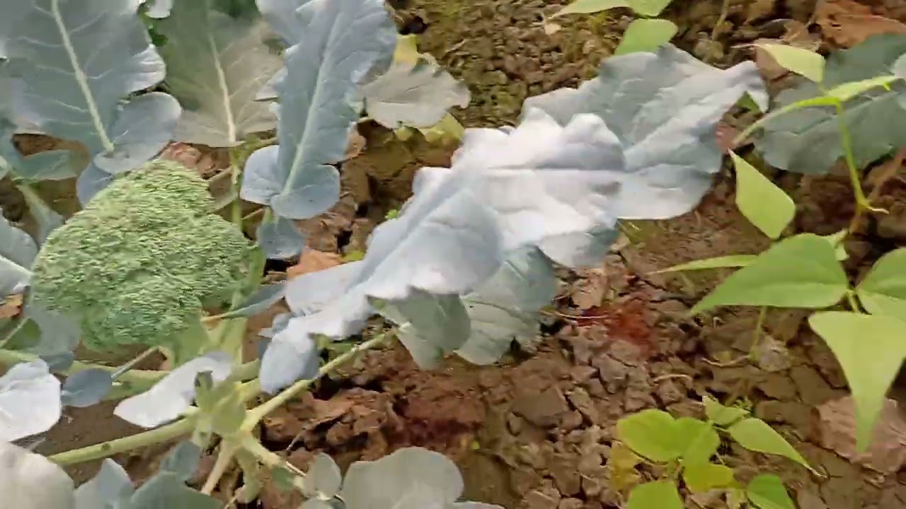 Organic polyhouse update from Rukmani Amar Aangan 27 th Jan 2026