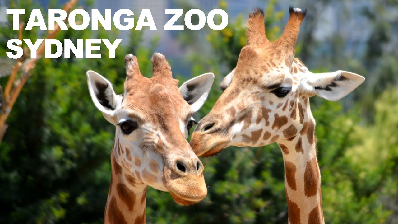 Taronga Zoo Sydney  | Australia | Travel Vlog   [4K]