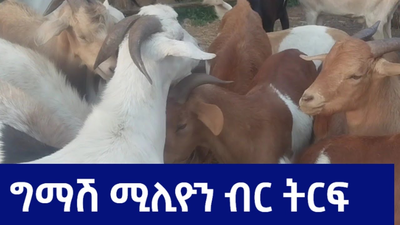 ከ30 ሙክቶች ግማሽ ሚሊዮን ብር የተጣራ ትርፍ ተገኘ |ፍየልን ሞክቶ በመሸጥ የሚገኘው ትርፍ የማይታመን ነው | #sheep #goat #sheepgoatfarm